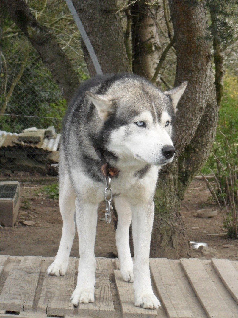 Igloo, Siberian Husky de 8 ans PAR :56 GARDER PAR SON MAITRE Sam_0610