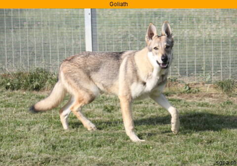 Goliath Chien Loup Tcheque Ok Chiens Et Chats Refsuisse Adopte