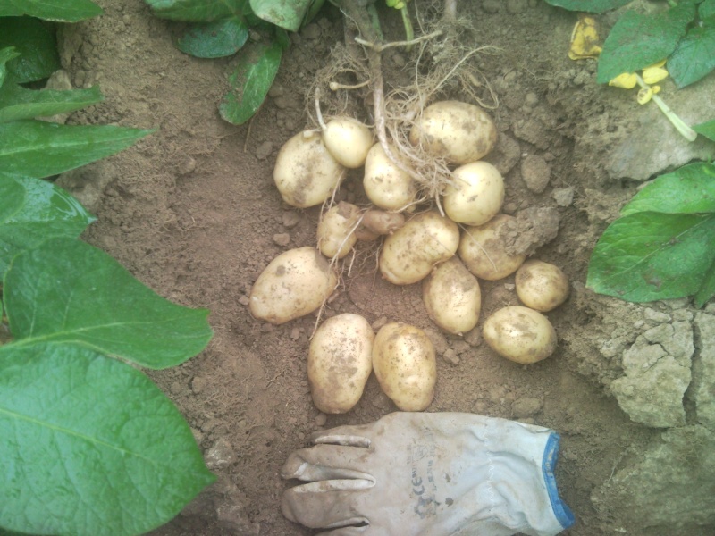 évolution des cultures de pommes de terre 2011. - Page 4 Bintje16