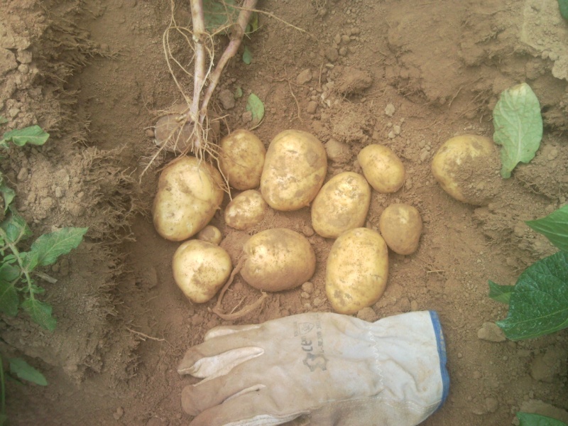 évolution des cultures de pommes de terre 2011. - Page 4 Fontan11