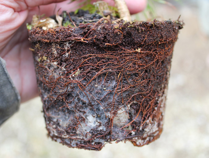 Mycorrhizae Product? - Page 2 Aamyco12