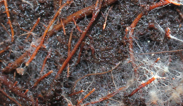 Mycorrhizae Product? - Page 2 Aamyco13