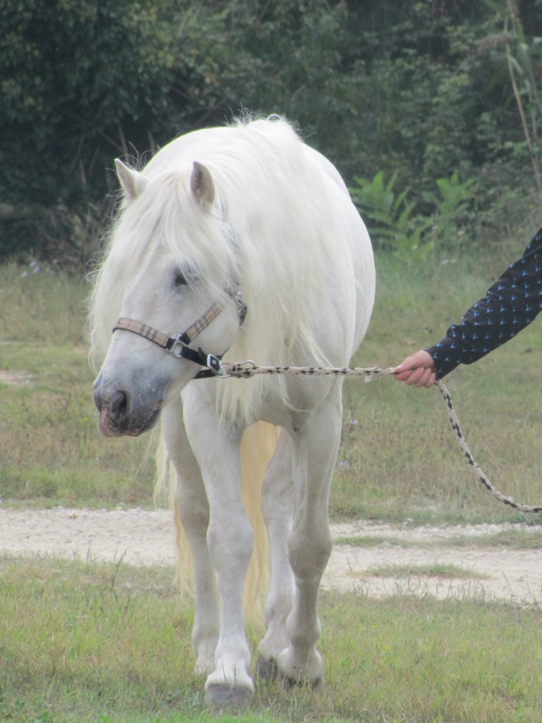 Etalons Camargue pour saillie Marc_010