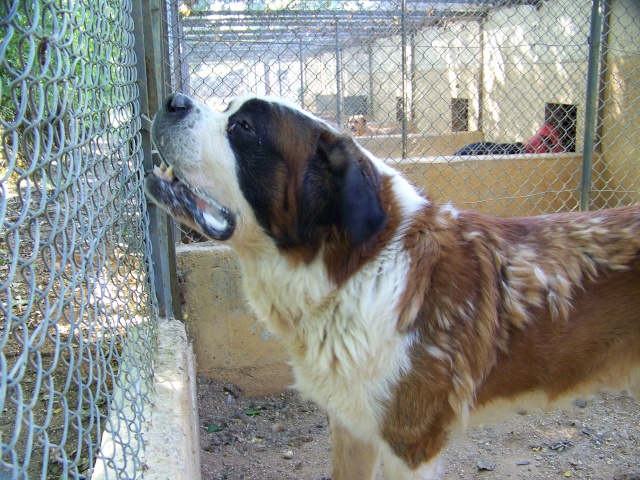Beethoven 5 ans à Poitiers Beetho11