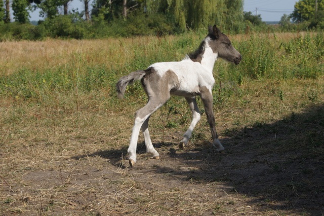 ASA - Orphée ponette shetland 4 ans (33) Dsc00510