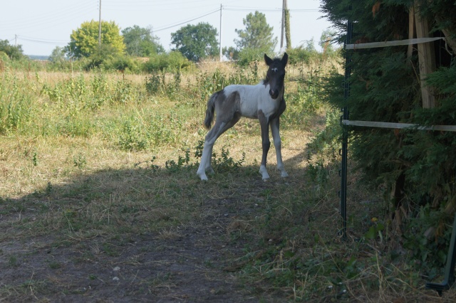 ASA - Orphée ponette shetland 4 ans (33) Dsc00511