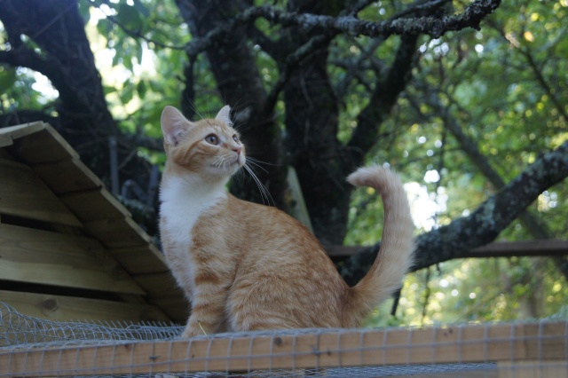 ASA - Gribouille chaton né mars 2011 (33) Dsc00715