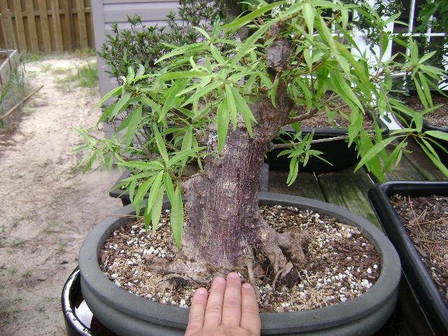 Willow leaf ficus   Dsc03517