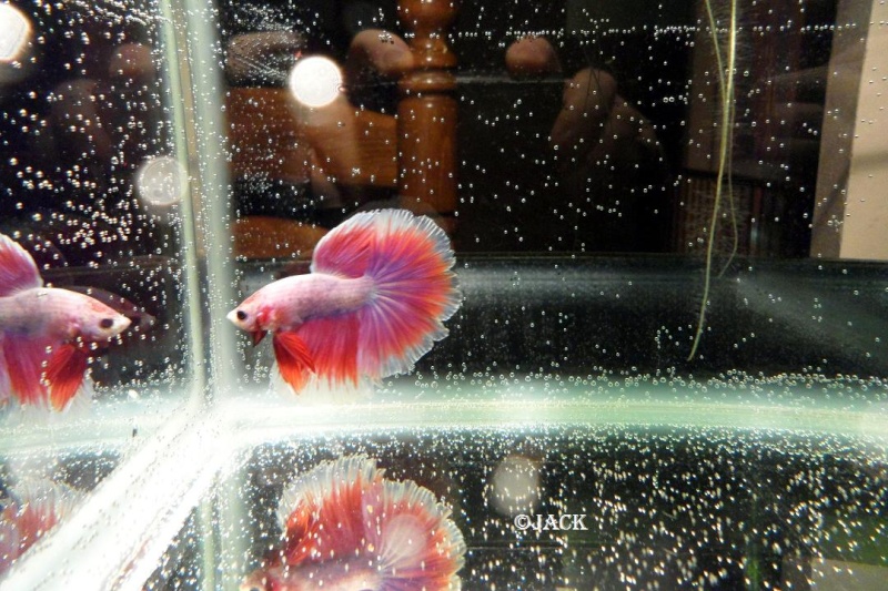 un de mes nouveau betta Sam_2311