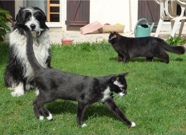 7ème concours photo "vos animaux de compagnie" - Page 4 Les_310