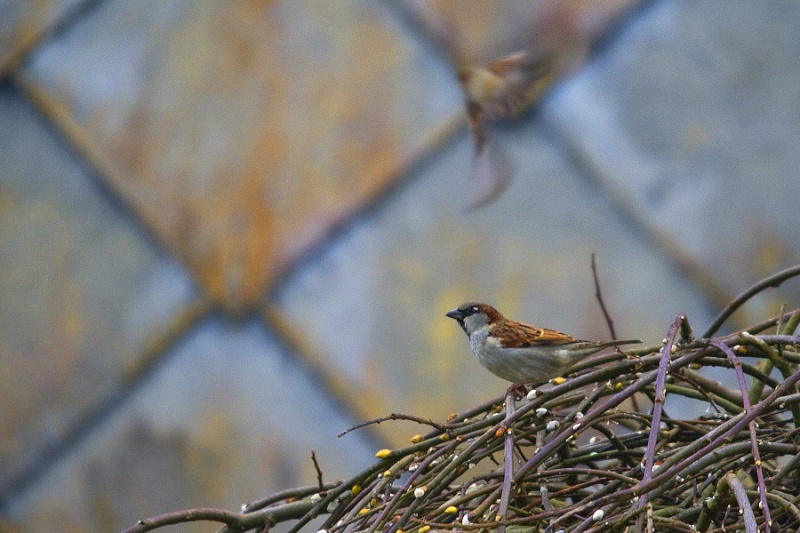 Mes premiers shoot d'oiseaux Img_7110