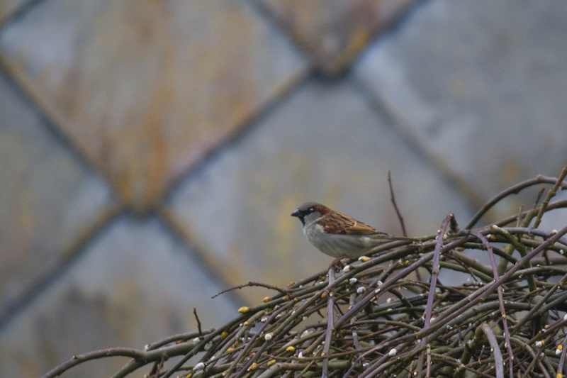 Mes premiers shoot d'oiseaux Img_7111