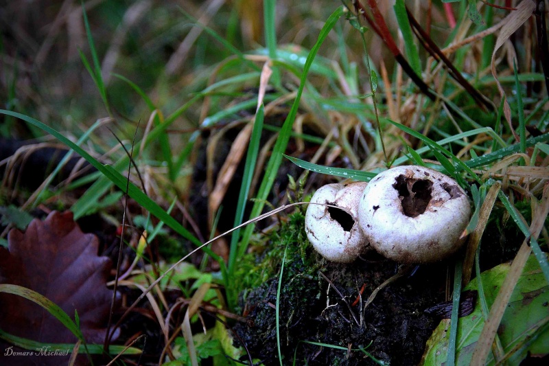 Belle saison pour les champignons :-) Vesse_10