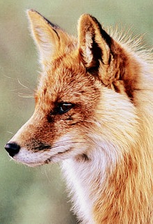 Avatar de Foxy