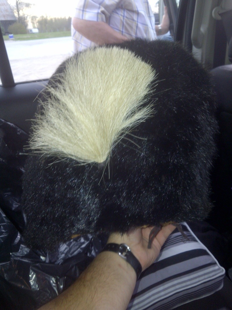 1913 Racoon Skin Hat 21710