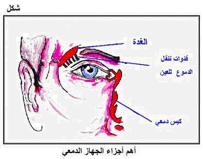 العين (البصر - الدموع والبكاء - العمى) 658_bm10