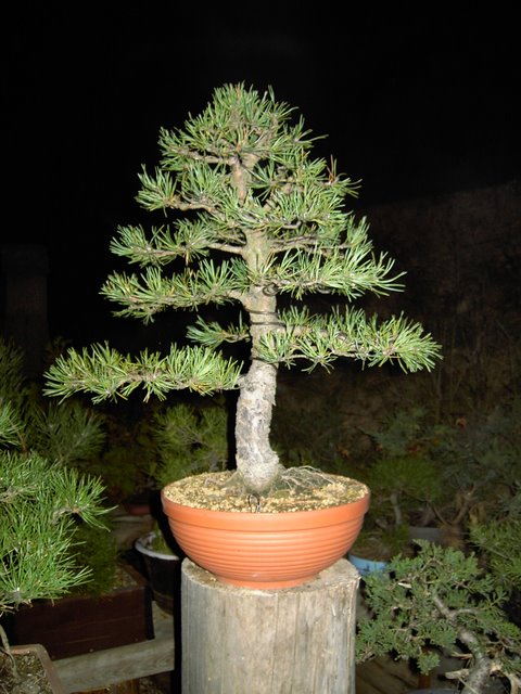 Pinus sylvestris ´Globosa Viridis´ chokkan Daruto10