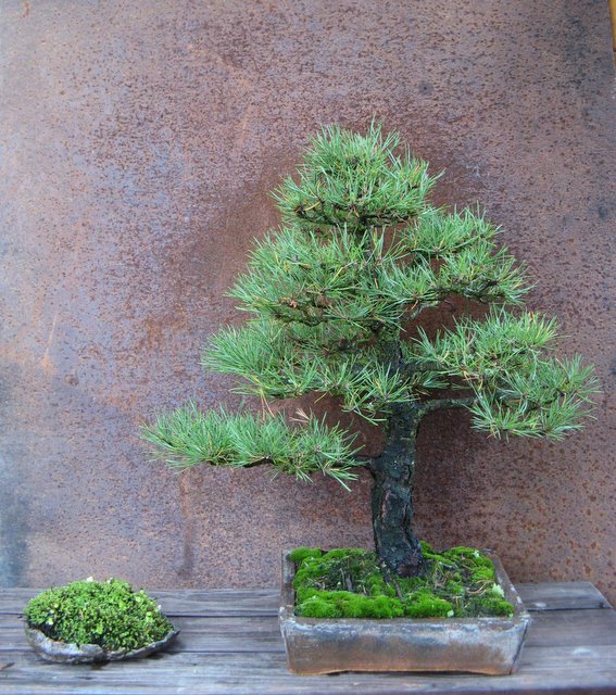 Pinus sylvestris ´Globosa Viridis´ chokkan Daruto11