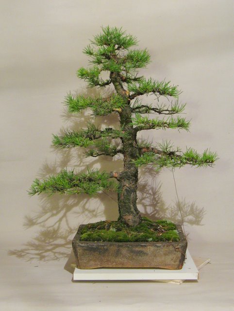 Pinus sylvestris ´Globosa Viridis´ chokkan Daruto12