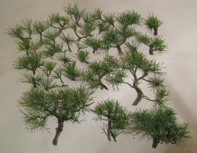 Pinus sylvestris ´Globosa Viridis´ chokkan Daruto13