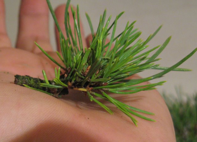 Pinus sylvestris ´Globosa Viridis´ chokkan Daruto14