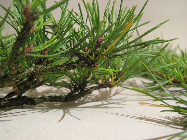 Pinus sylvestris ´Globosa Viridis´ chokkan Daruto15