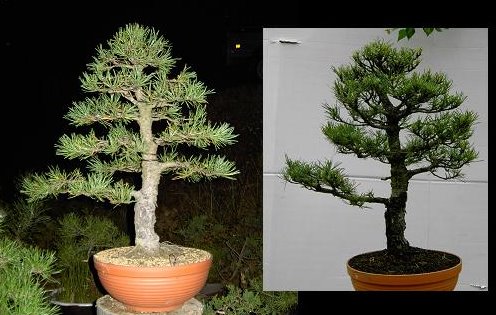 Pinus sylvestris ´Globosa Viridis´ chokkan Dws20010