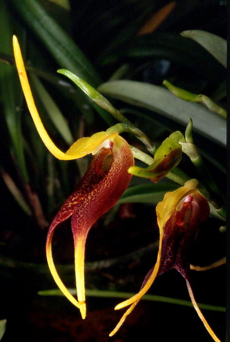 Masdevallia stenorhynchos 10fleu10