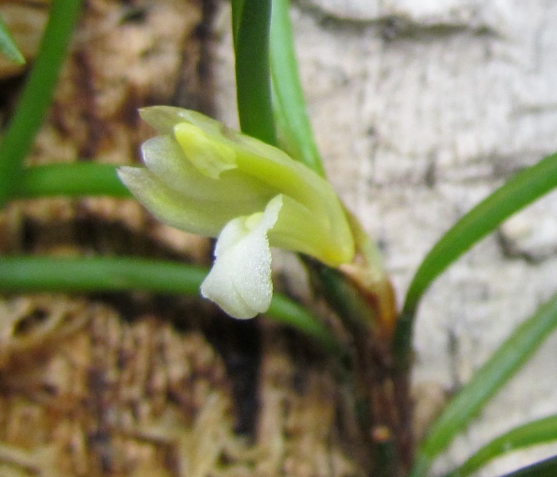 Maxillaria uncata forme alba. 125feu11