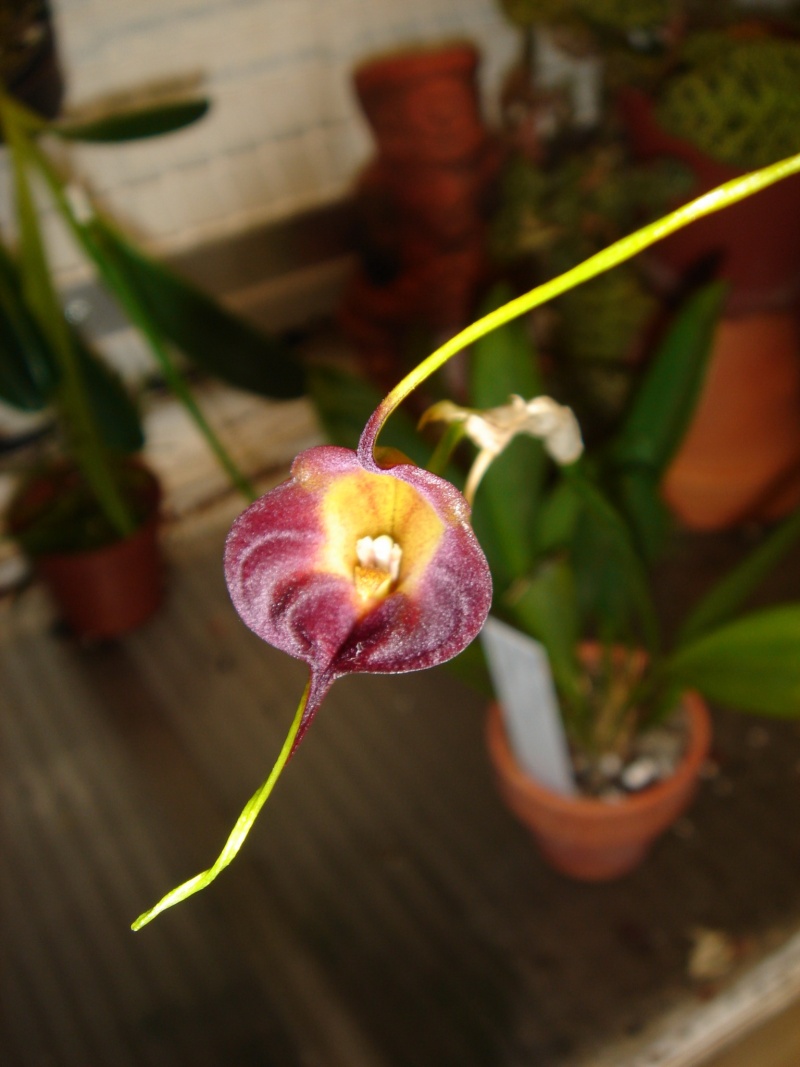 Masdevallia echo. 1fleur10