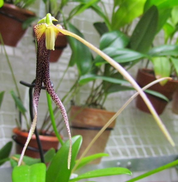 Masdevallia don-quijote 48fleu10