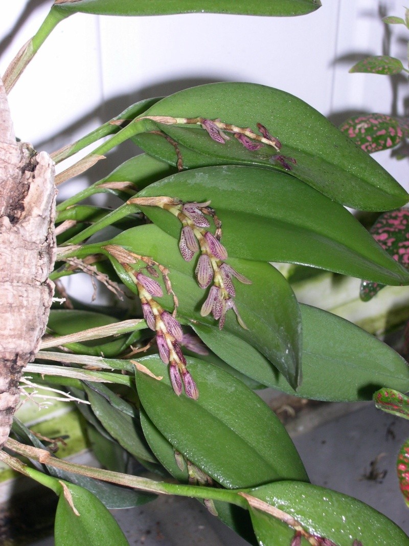 Pleurothallis pubescens 74plan10