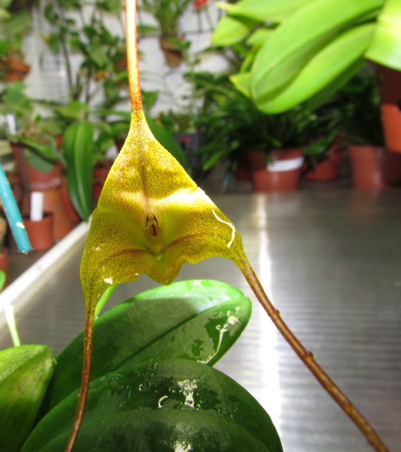 Masdevallia triangularis Img_0018