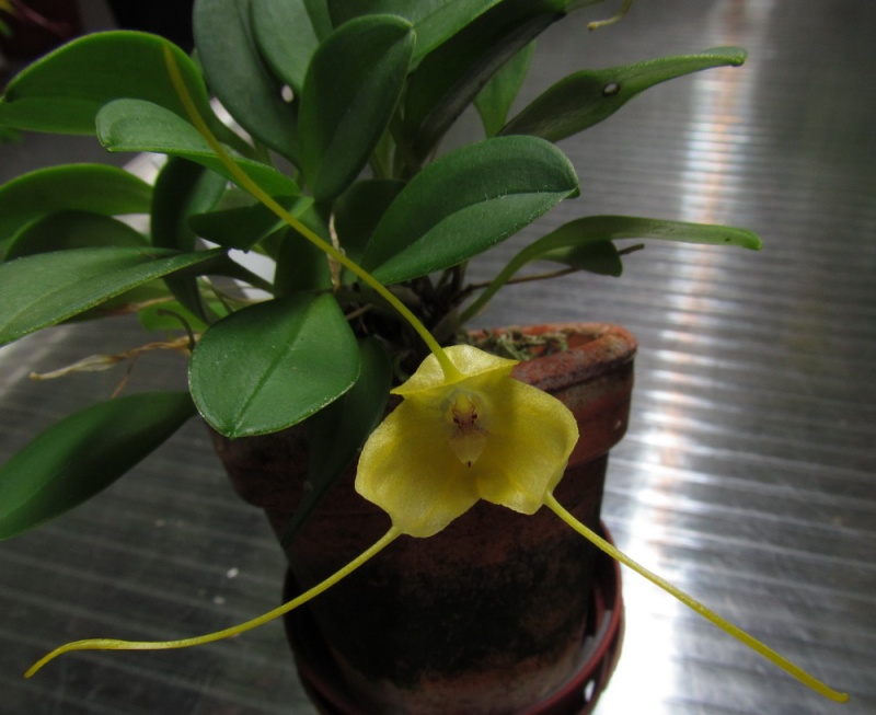 Masdevallia velox Img_0020