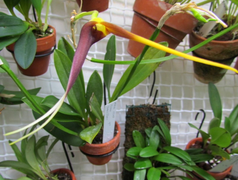 Masdevallia impostor Img_0021