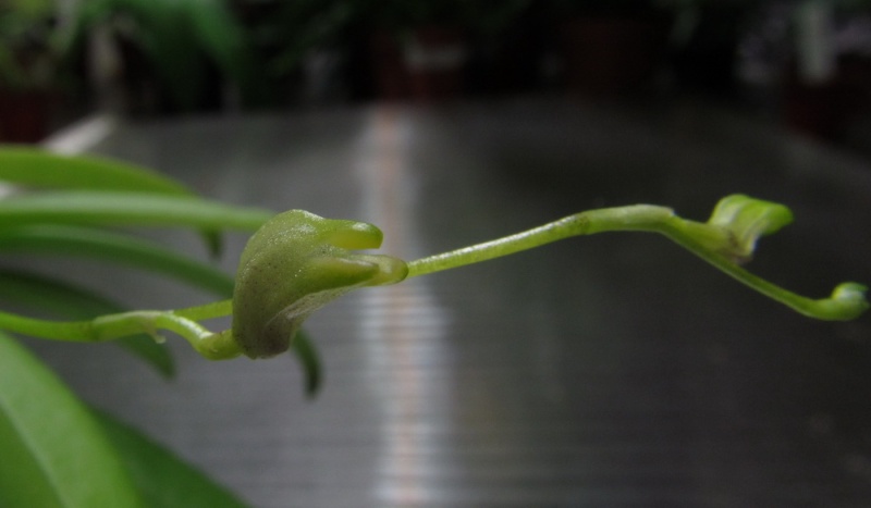 Masdevallia bulbophyllopsis. Img_0030