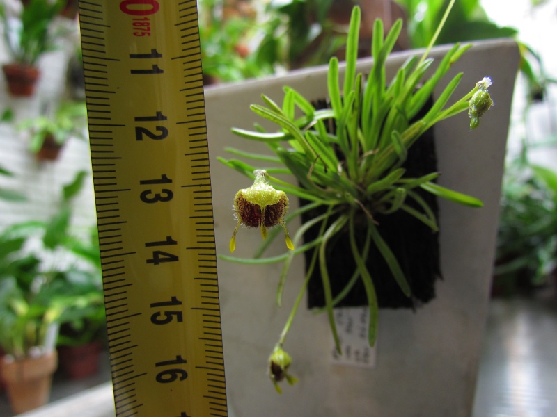 Masdevallia erinacea. Img_0315