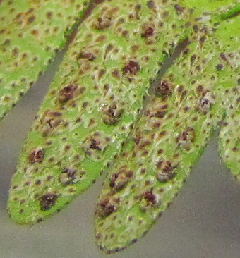 Polypodium polypodioides Img_0335