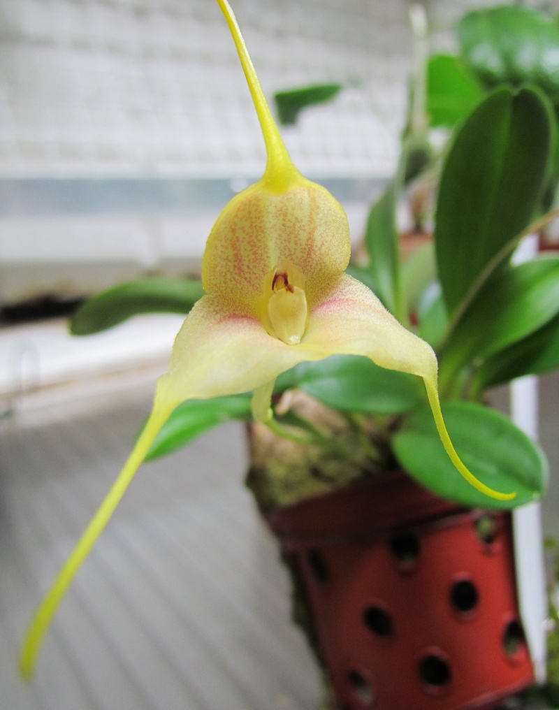 Masdevallia asterotricha Img_0412