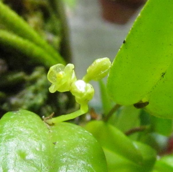 Pleurothallis tridentata. ( nouvelles photos ) Img_0723