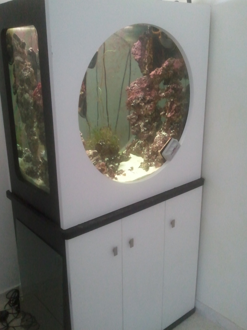 Mon aquarium, ça avance doucement 2011-010