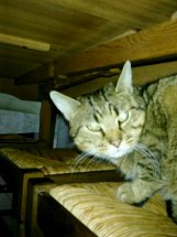 mickey , chat de 6 ans avant refuge  Mickey11