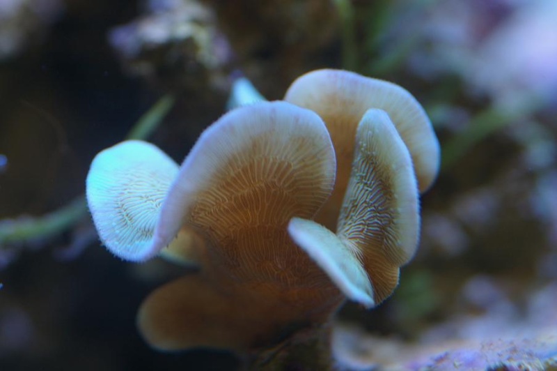 Mes coraux Imgp0112