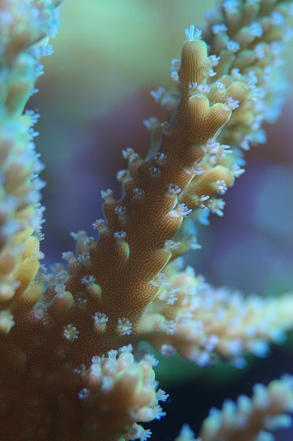 Mes coraux Imgp0114