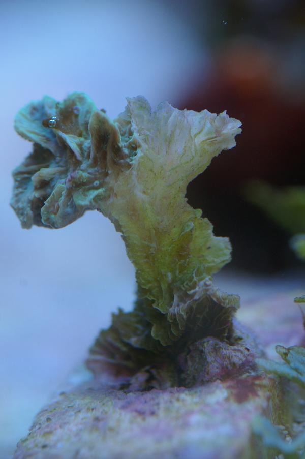 Mes coraux Imgp0115