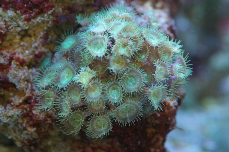 Mes coraux Imgp0117