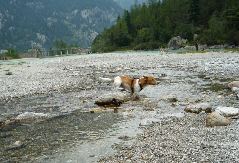 cucciolo - Concorso fotografico OTTOBRE! Postate entro il 25 settembre! - Pagina 3 P1020810