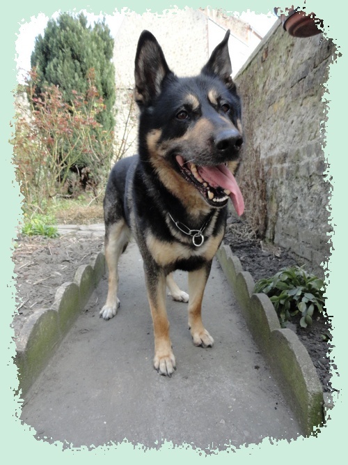 REX Type Ba/Beauceron Mâle 5 ans - Fourriere 62 En FA (62) Dsc00026