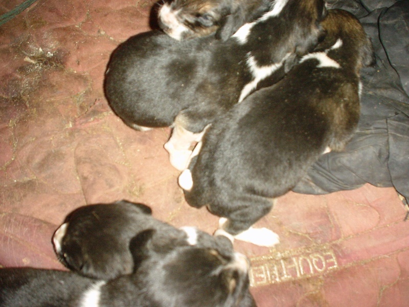 mes chiots  anglos  00128