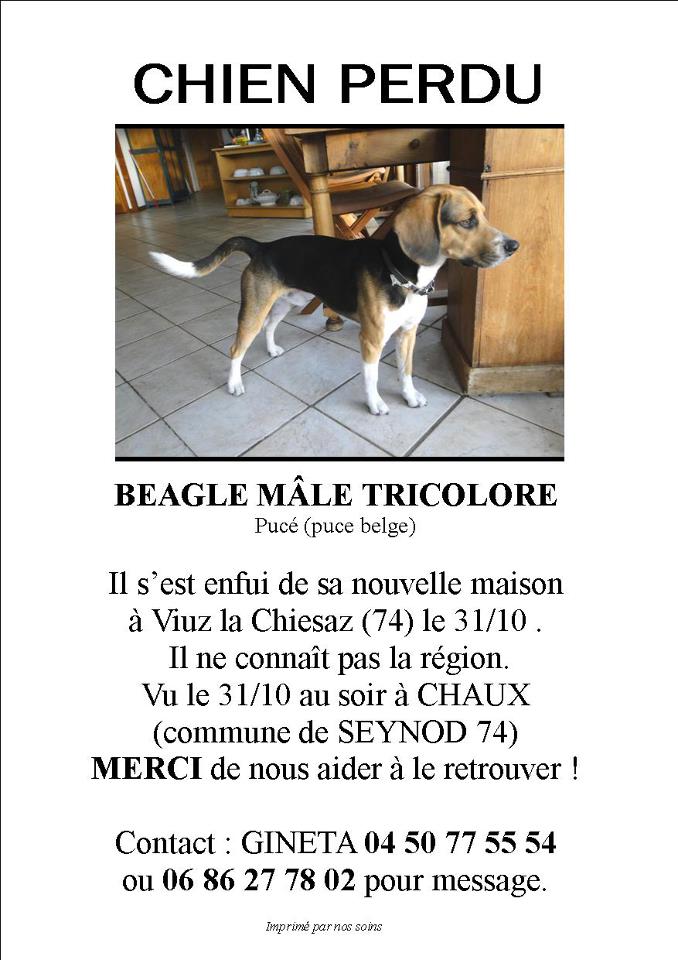 beagle mâle tricolore  perdu  29821210